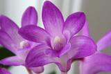 orkide16 - ait Kullanc Resmi (Avatar)